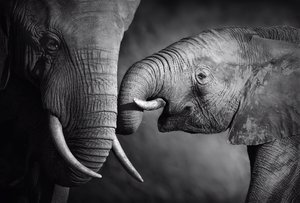 Mały słoń duży słoń Plakat